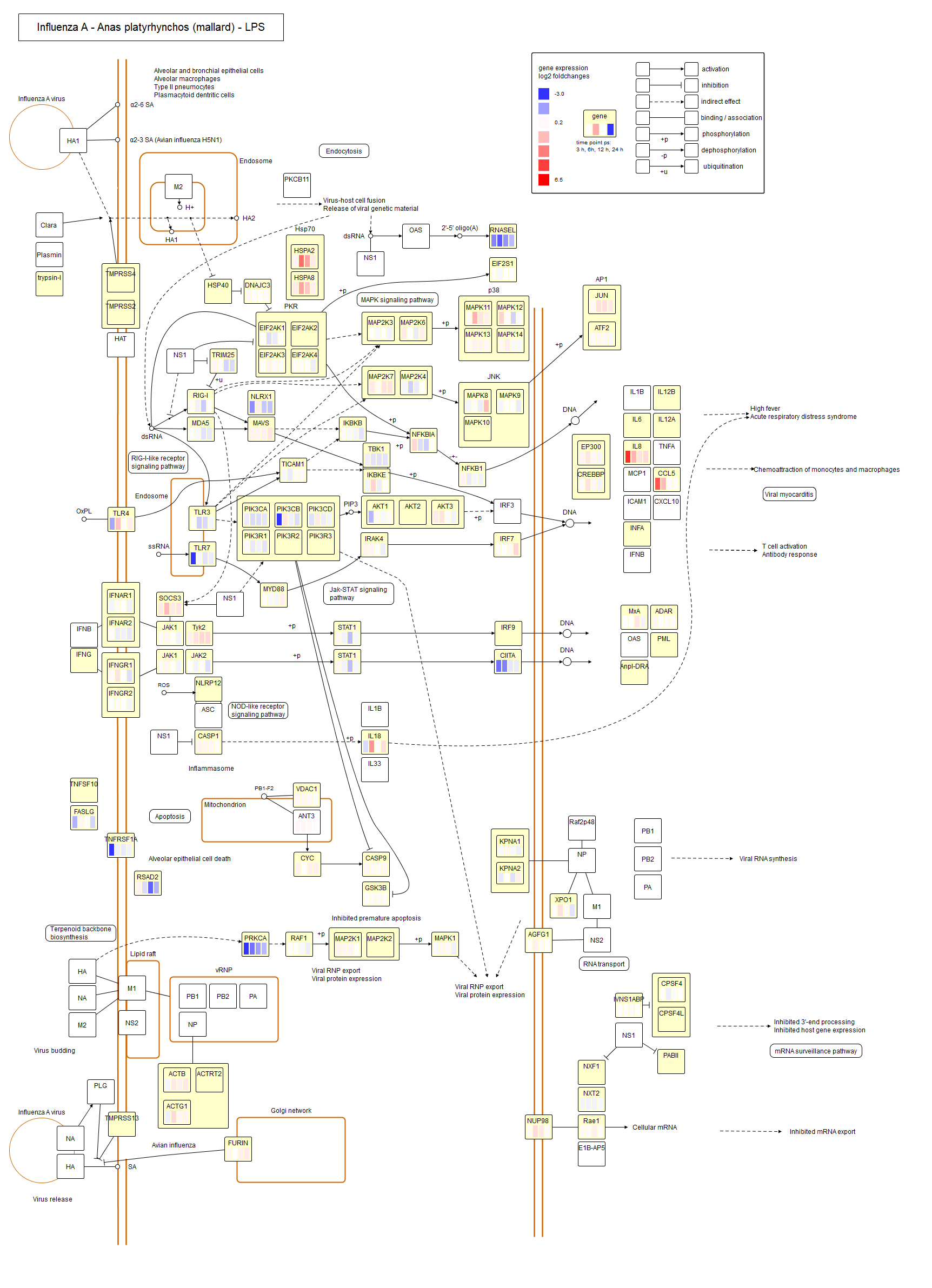 Avian Influenza LPS