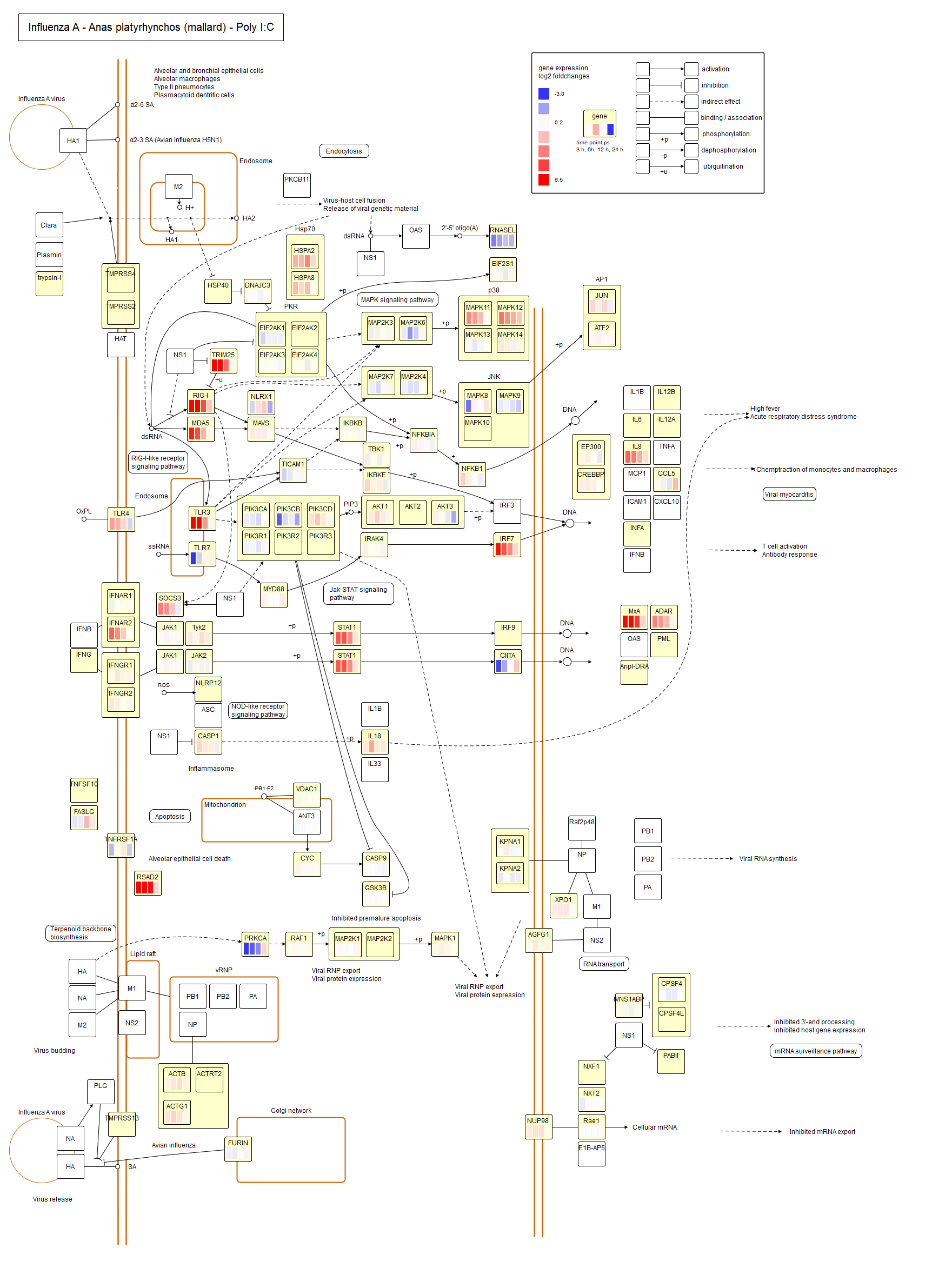 Acian Influenza Poly I:C