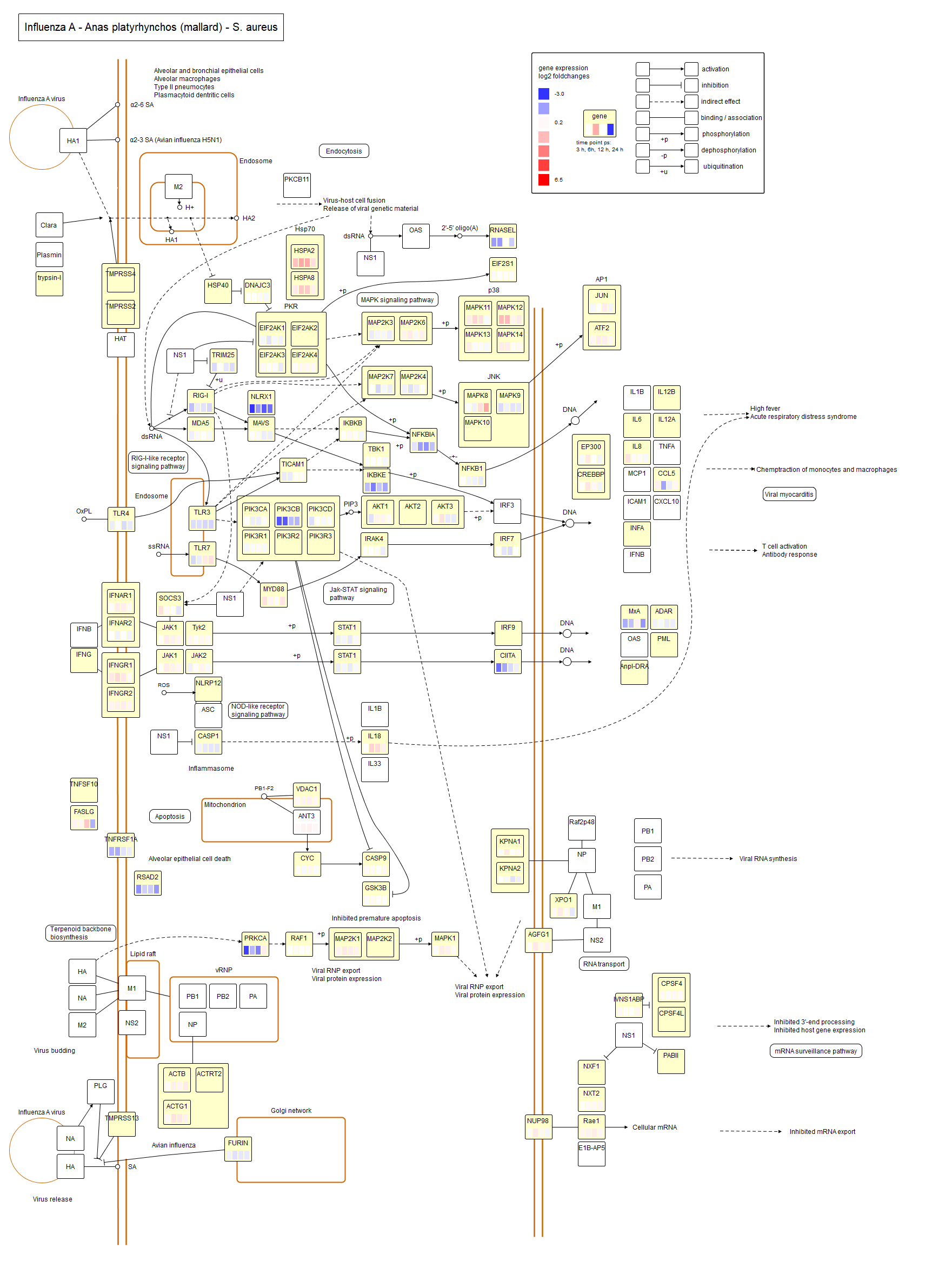 Avian Influenza S. aureus