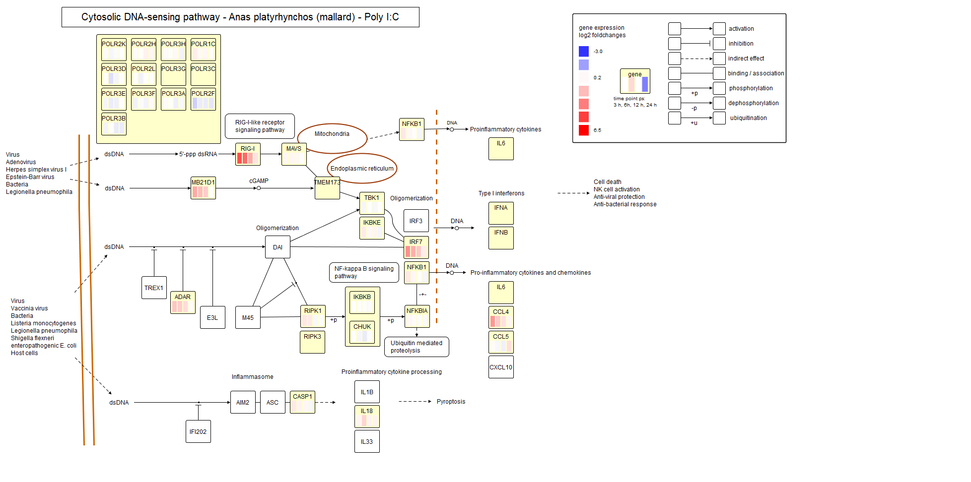 Cytosolic Poly I:C