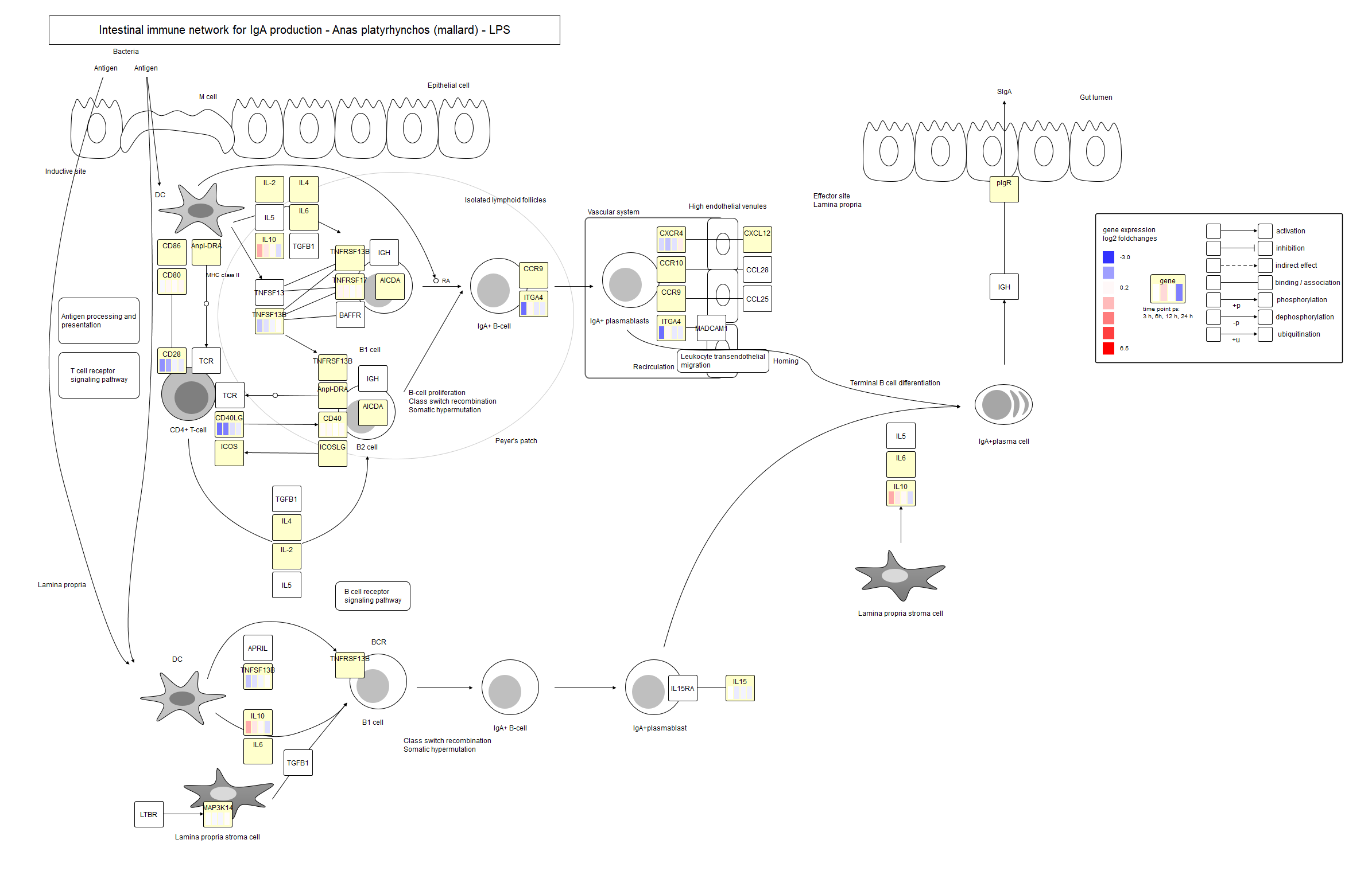 Intestinal immune network for IgA production LPS