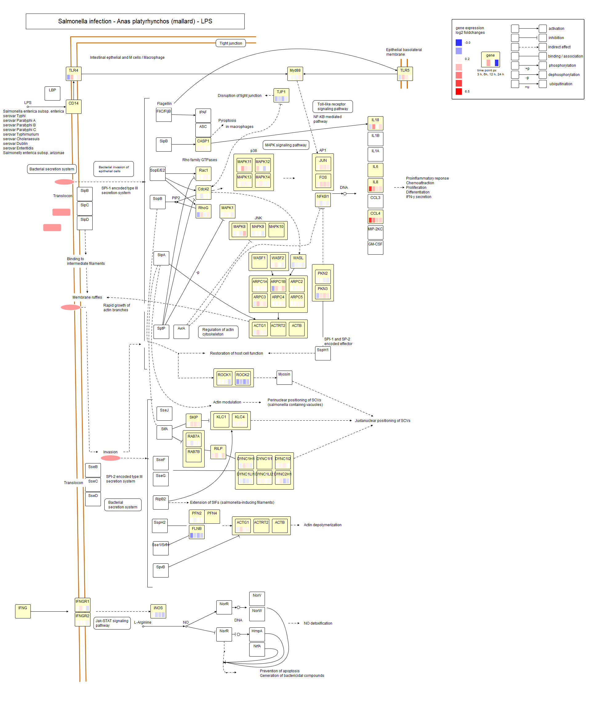 Salmonella infection LPS