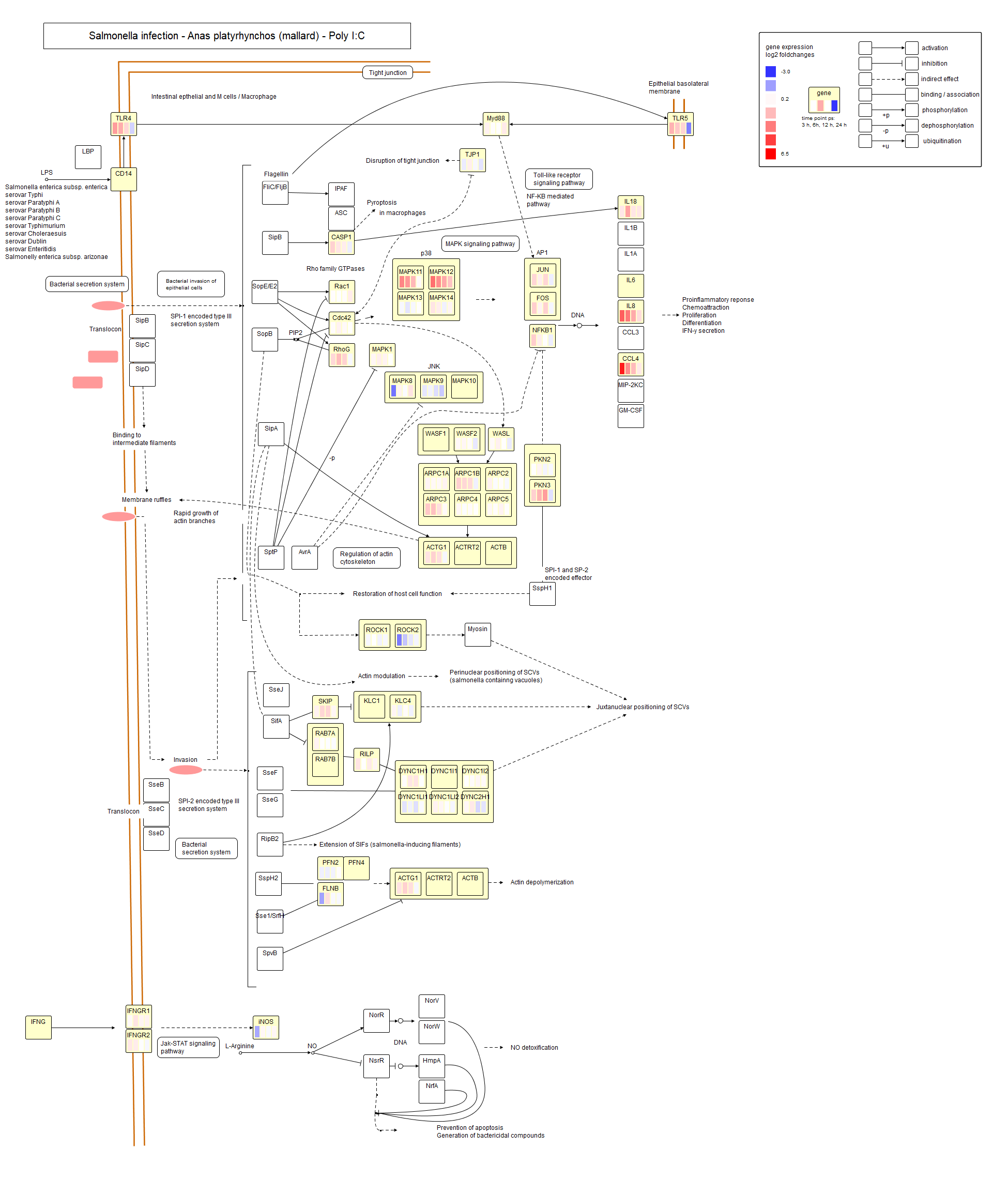 Salmonella infection Poly I:C