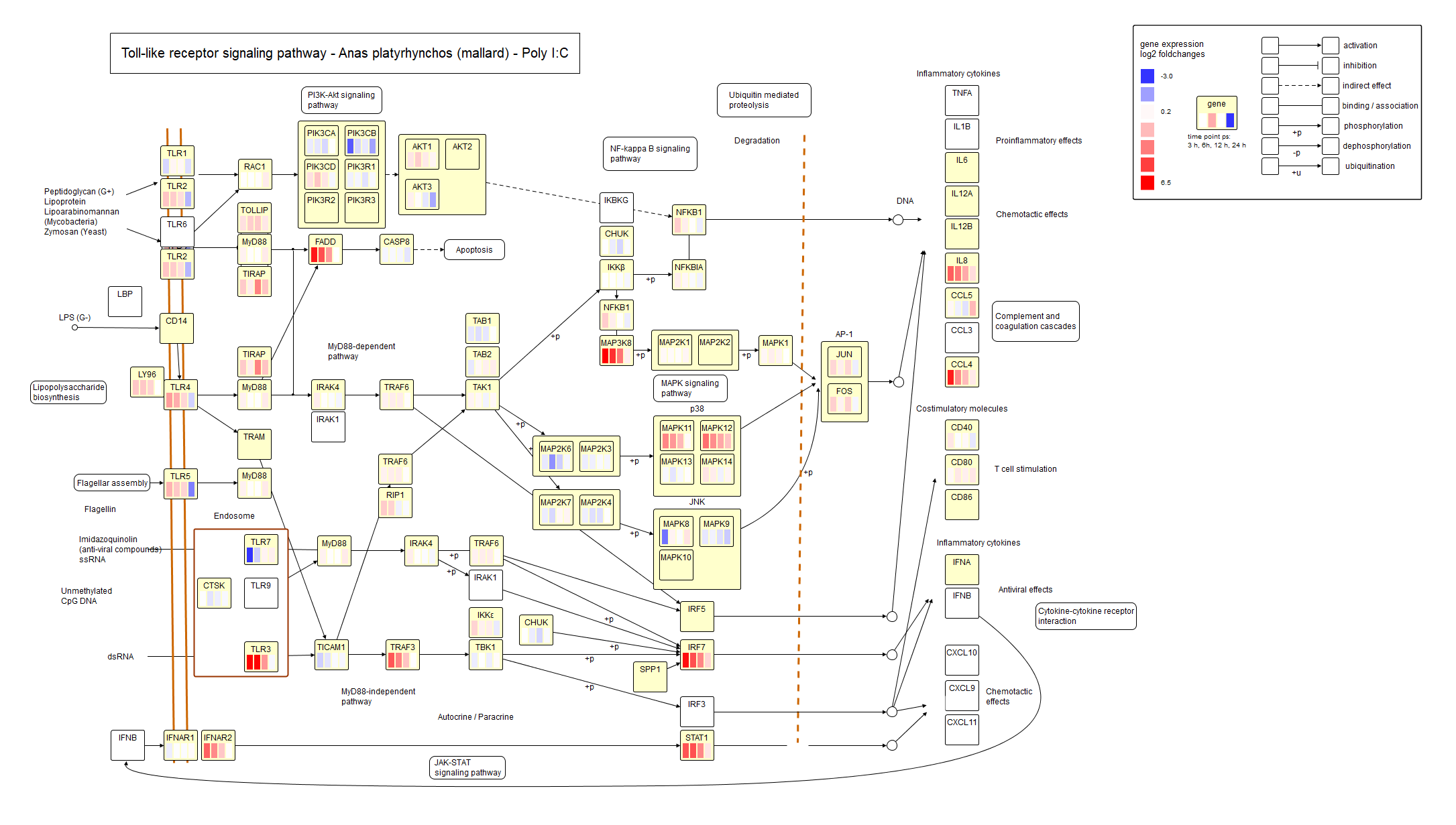 Toll-like receptor signalling pathway receptor Poly I:C