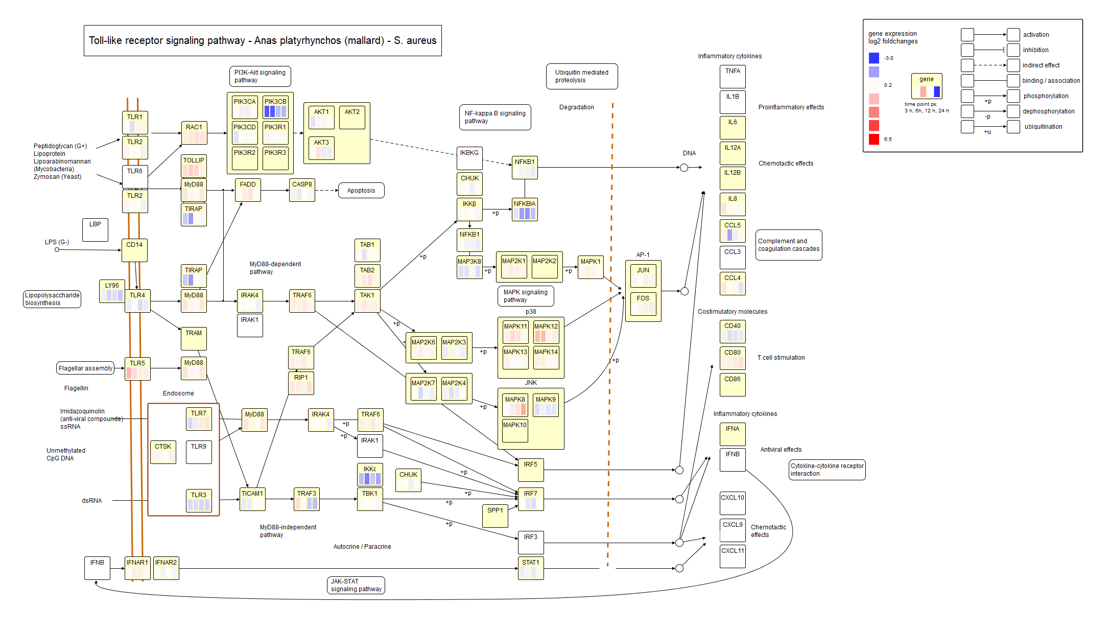 Toll-like receptor signalling pathway S. aureus